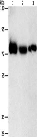 AMPD1 Antibody