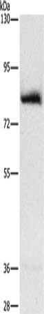 AMPD1 Antibody
