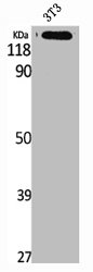 AMPH Antibody