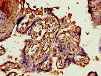ANGPT2 Antibody