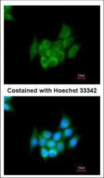 Angiotensinogen Rabbit Polyclonal Antibody