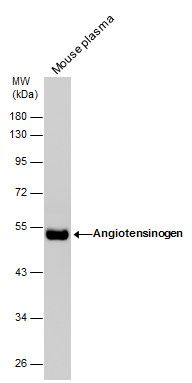Angiotensinogen Rabbit Polyclonal Antibody