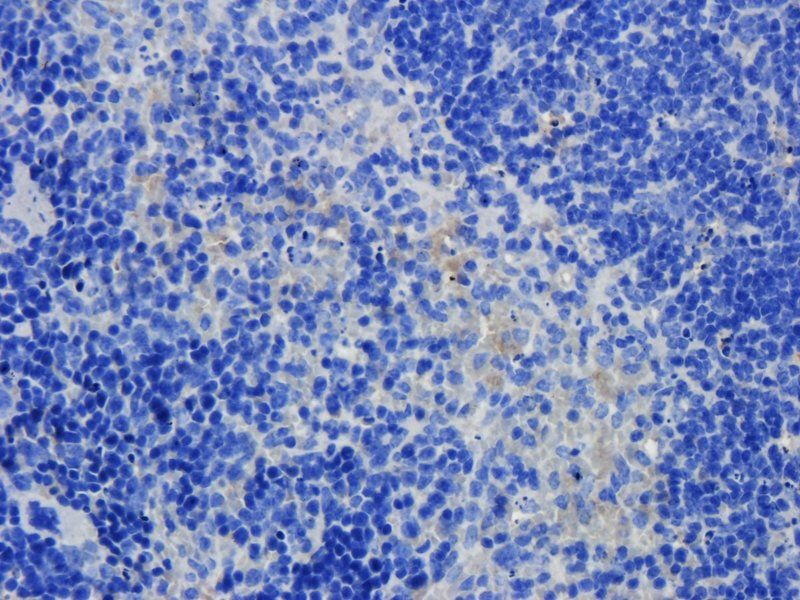 Angiotensinogen Rabbit Polyclonal Antibody