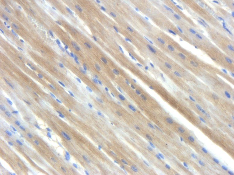 Angiotensinogen Rabbit Polyclonal Antibody