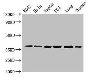 Anxa1 Antibody (Biotin)