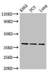 Anxa1 Antibody (HRP)