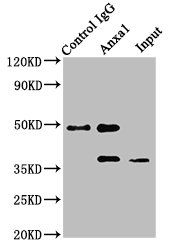 Anxa1 Antibody