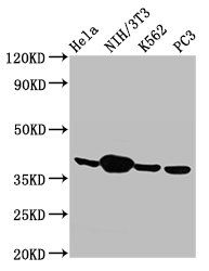 Anxa1 Antibody