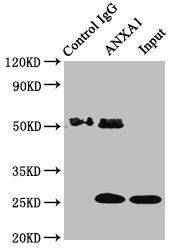ANXA1 Antibody