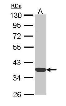 Annexin A1 Rabbit Polyclonal Antibody