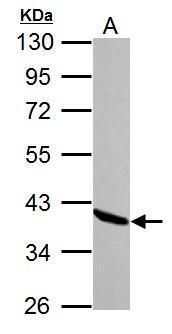 Annexin A1 Rabbit Polyclonal Antibody