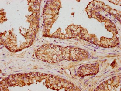 ANXA5 Antibody