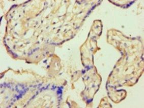 ANXA9 Antibody