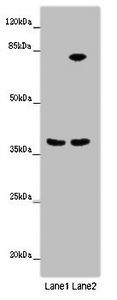 ANXA9 Antibody