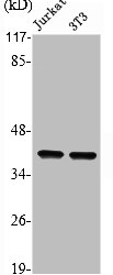 ANXA2 Antibody