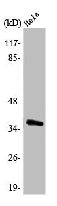 ANXA2 Antibody