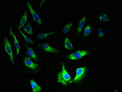 AP2S1 Antibody