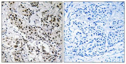 APBB2 Antibody