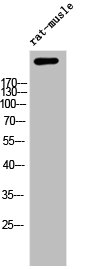APC Antibody
