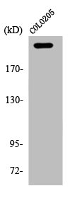 APC Antibody