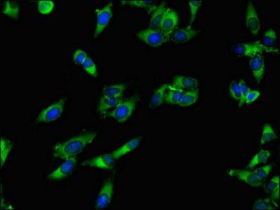 APEH Antibody