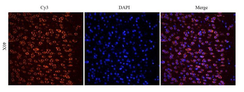 Apelin Rabbit Polyclonal Antibody
