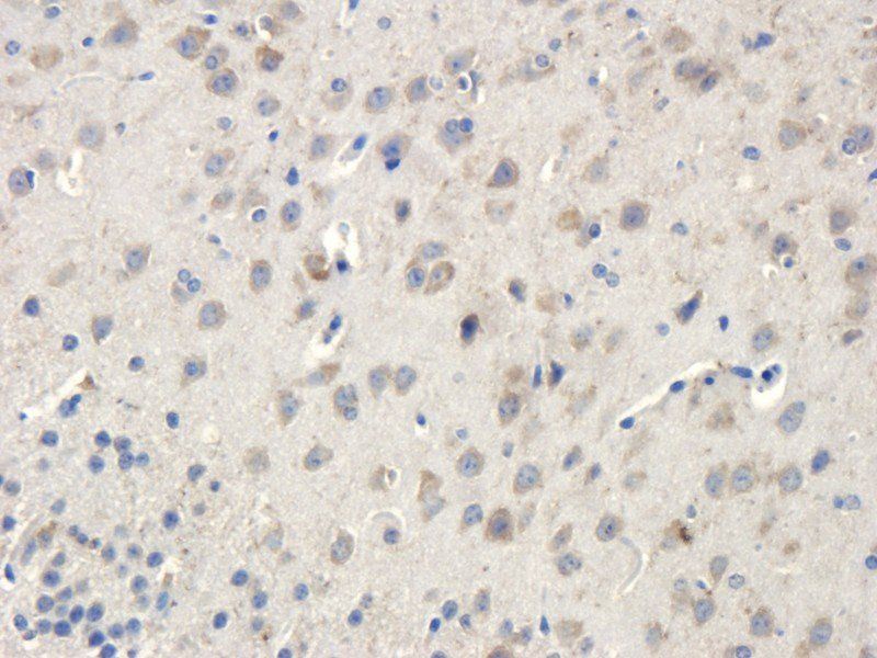 Apelin Rabbit Polyclonal Antibody