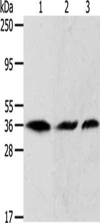 APEX1 Antibody