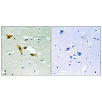APLF Antibody
