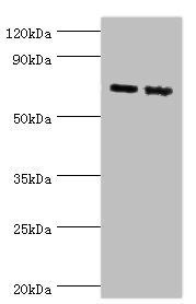 APLP1 Antibody