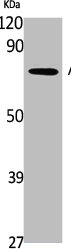 APLP1 Antibody