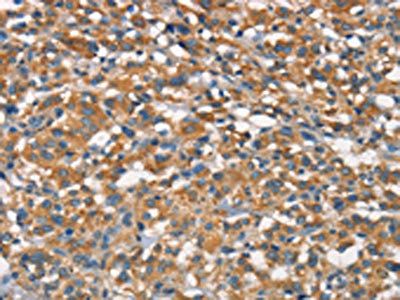 NAXE Antibody