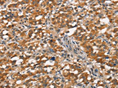 NAXE Antibody