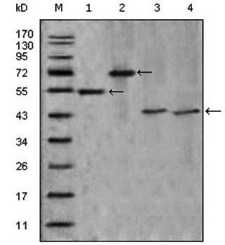 APOA4 Antibody