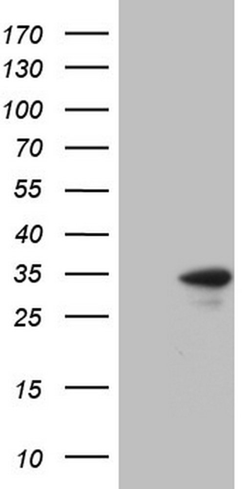 APOB48R Antibody