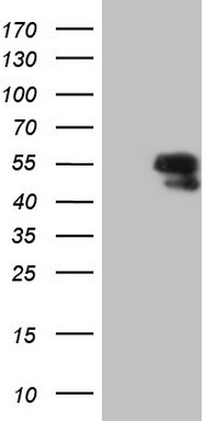 APOB48R Antibody