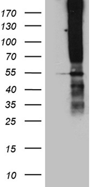APOBEC4 Antibody