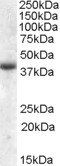 Goat anti-APOL6 Antibody