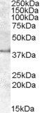 Goat anti-APOL6 (N Terminus) Antibody