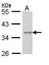 Apoptosis-enhancing nuclease Rabbit Polyclonal Antibody