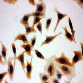 Aquaporin 3/AQP3 Rabbit Polyclonal Antibody