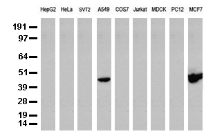 AQP8 Antibody