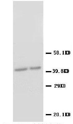 Aquaporin 1/AQP1 Rabbit Polyclonal Antibody