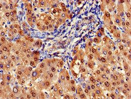 ARG1 Antibody