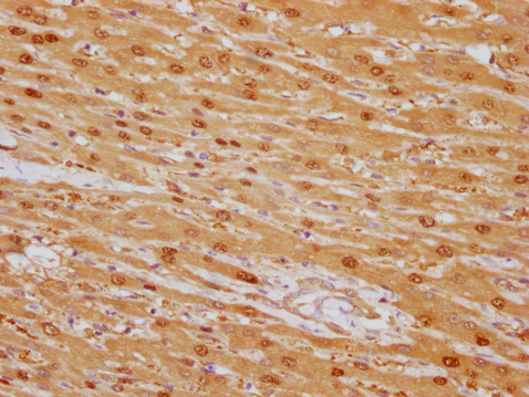 ARG1 Antibody
