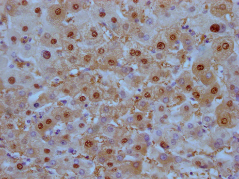 ARG1 Antibody