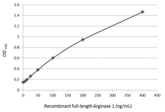 Arginase 1 Rabbit Polyclonal Antibody