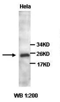 ARHGDIA Rabbit Polyclonal Antibody