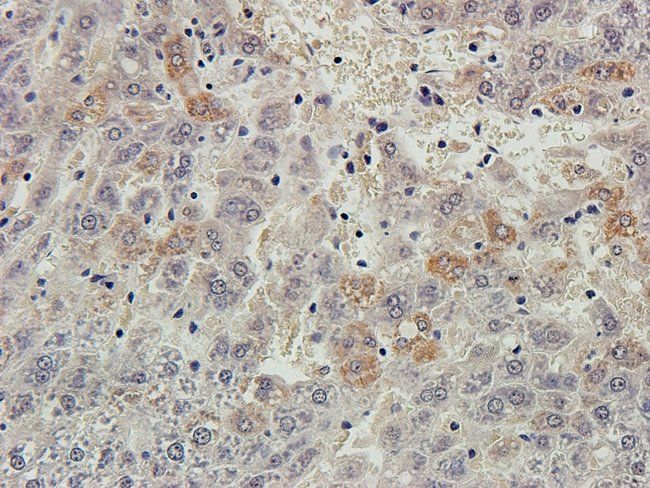 ARL13B Rabbit Polyclonal Antibody