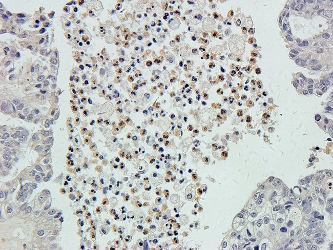 ARL13B Rabbit Polyclonal Antibody